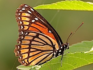 Viceroy Butterfly